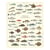 Longue vue editions - Poissons de nos côtes - Affiche 24 x 30 cm