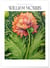 Affiche William Morris n°5 | A3 : 29,7x42cm