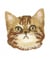 Ecussons Thermocollant Visage de chat 3 X 3 cm - Mediac Marron