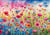 Puzzle 1000 pièces - Prairie de coquelicots - Schmidt Spiele
