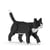Chat Tuxedo noir | JEKCA | 14 ans et +