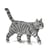 Chat Tigré gris clair | JEKCA | 14 ans et +