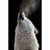 Tableau sur toile cri de loup 45x65 cm