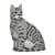 Chat Tigré gris clair assis | JEKCA | 14 ans et +