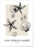 Affiche Les coquillages | A3 : 29,7x42cm