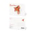 CARTE POSTALE CHEVAL BRUN