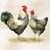 4 serviettes en papier découpage collage 33 cm COUPE COQ POULE ASS 208