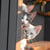 Lot de 4 serviettes en papier découpage collage 33 cm CHATONS A 204