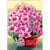 Princesse - Canevas antique Bouquet de pensées 32x50 cm