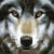 Tableau Broderie Diamant Crystal Art 30x30cm Loup