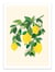 Affiche 30 x 40 cm - Sunny Lemons - Kristian Gallagher