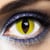 Lentilles fantaisie annuelles - chat, jaune