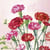 Lot de 4 serviettes en papier découpage collage 33 cm FLEUR OEILLET ROUGE F 403