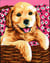 Kit canevas blanc Labrador 20x25cm