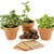 Trio de plantes magiques - Radis et Capucine