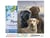 Peinture par Numéro Figured'Art avec Cadre - Trio de labrador - Kit de Loisir Créatif DIY Numéro d'Art Complet - 40x50cm toile tendue sur châssis