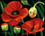 Kit Canevas Margot Coquelicots 20x25 cm