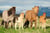 Puzzle 200 pièces - Famille de Chevaux - Schmidt Spiele