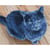 Carré Chat bleu – Intermédiaire
