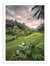 Affiche 50 x 70 cm -  Ubud Bali Indonesia - Manjik Pictures