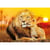 Puzzle le lion et le lionceau - 180 pieces - collection animaux sauvages - clementoni - 29785