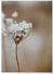 Poster Nature Winter 1 | A3 : 29,7x42cm