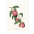 Affiche 30x40 cm - Donut Plant - Jonas Loose