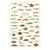 Longue vue editions - Poissons de nos côtes - Affiche 40 x 60 cm