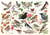 Puzzle 1000 pièces - Oiseaux Dans Mon Jardin - HOP - House of Puzzles