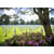 Puzzle 500 pièces Cimetière Americain - Alipson