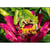 Princesse - Canevas antique Grenouille 32x50cm