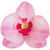 10 Orchidées Rose 8,5 x 7,5 cm - Azyme