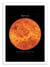 Affiche 30 x 40 cm - Venus - Terry Fan