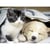 Puzzle chien et chat : reveille toi 500 pieces - collection tendresse - nathan - 87129
