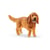 Cocker spaniel anglais