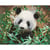 Tableau Broderie Diamant Crystal Art 40x50cm Panda
