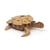 Maquette tortue 3D en carton à monter soi-même