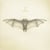 White Bat