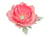Matrice de découpe Thinlits Sizzix - Pivoine
