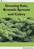 Growing Kale Leaves, Brussels Sprouts and Celery