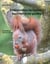 Eichhörnchen im Garten 2 / Squirrels in my garden 2 - Ein Bildband / Illustrated book