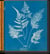 Anna Atkins : cyanotypes