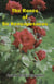 The Roses of Sir Kenyapesacus