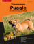 Traumrasse Puggle - Das Beste aus Mops und Beagle