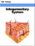 Integumentary System (Human Body) - Human Body