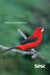 Aves do Sesc Bertioga