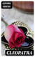 Cleopatra - Historical Novel
