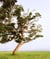 Tsunami Trees