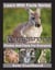 Kangaroos Photos and Facts for Everyone - Learn With Facts Series, #22
