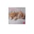 Calendrier mural 2026 Legami - Kittens - 18 x 18 cm